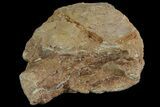 Mosasaur (Platecarpus) Vertebra - Kansas #113053-1